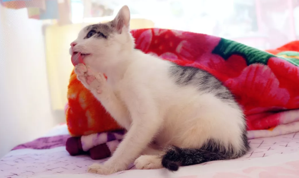 猫咪掉毛 掉的能让你怀疑人生 知乎 猫咪掉毛 掉的能让你怀疑人生 知乎