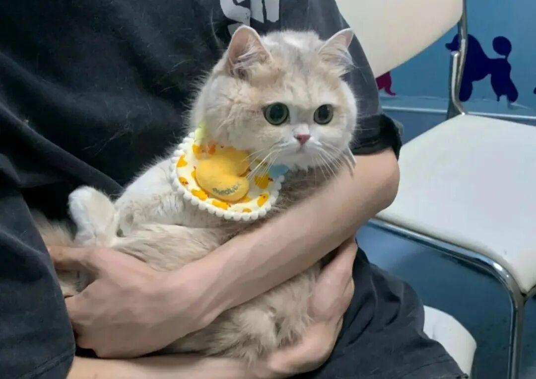 为什么养猫的人比养狗的人越来越多?背后这5个原因很现实! - 知乎