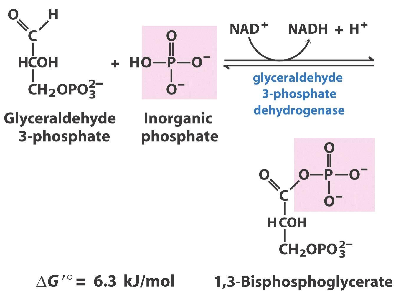 无氧呼吸中丙酮酸转化成乳酸为什么不释放能量