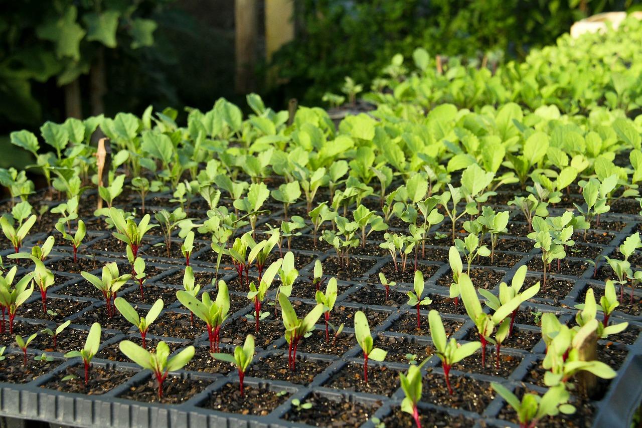 什么是有机什么是无机