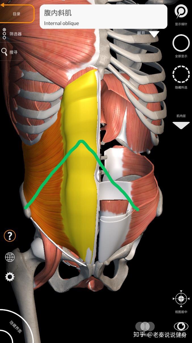 腹侧壁由内向外由哪些肌肉组成其纤维走向如何