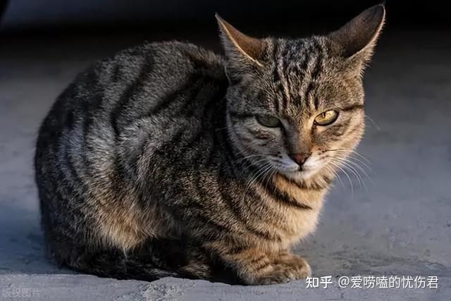 中国特有的狸花猫:强大本色与 “丧彪” 形象的成因 - 知乎