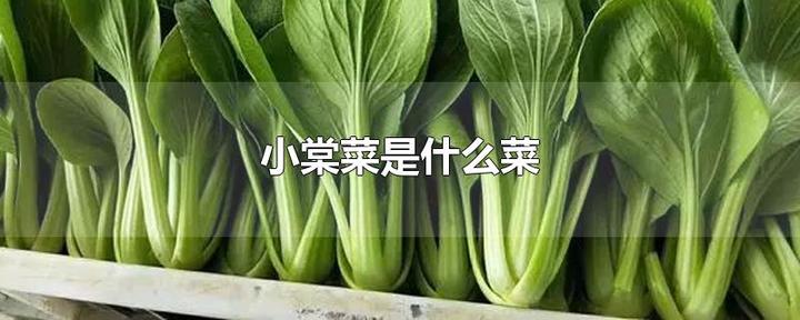 什么是小棠菜