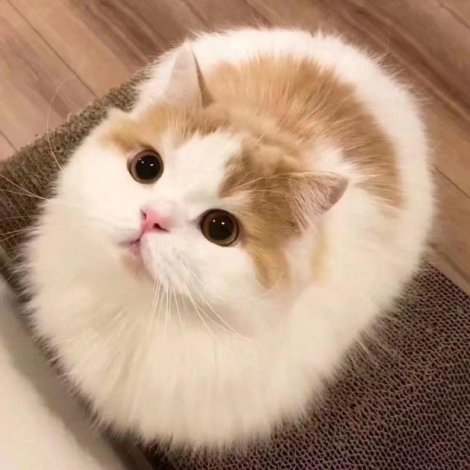 有没有什么可爱猫猫图能分享一下? - 知乎