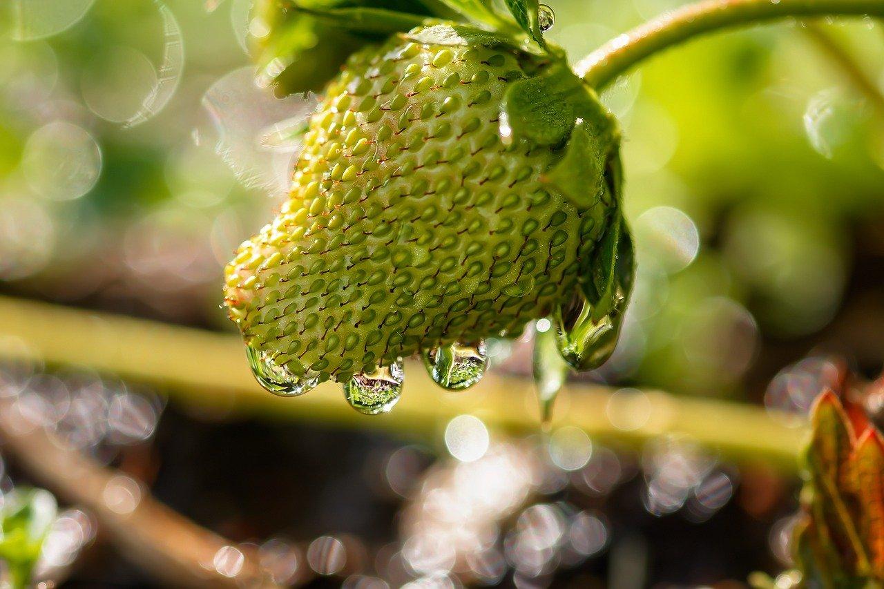 2. 根系保护技巧