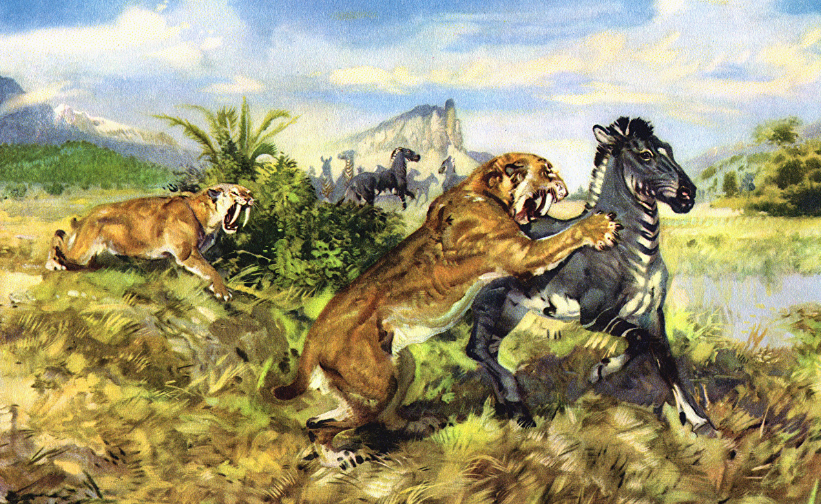 剑齿虎那么长的牙齿怎么捕猎? - 知乎