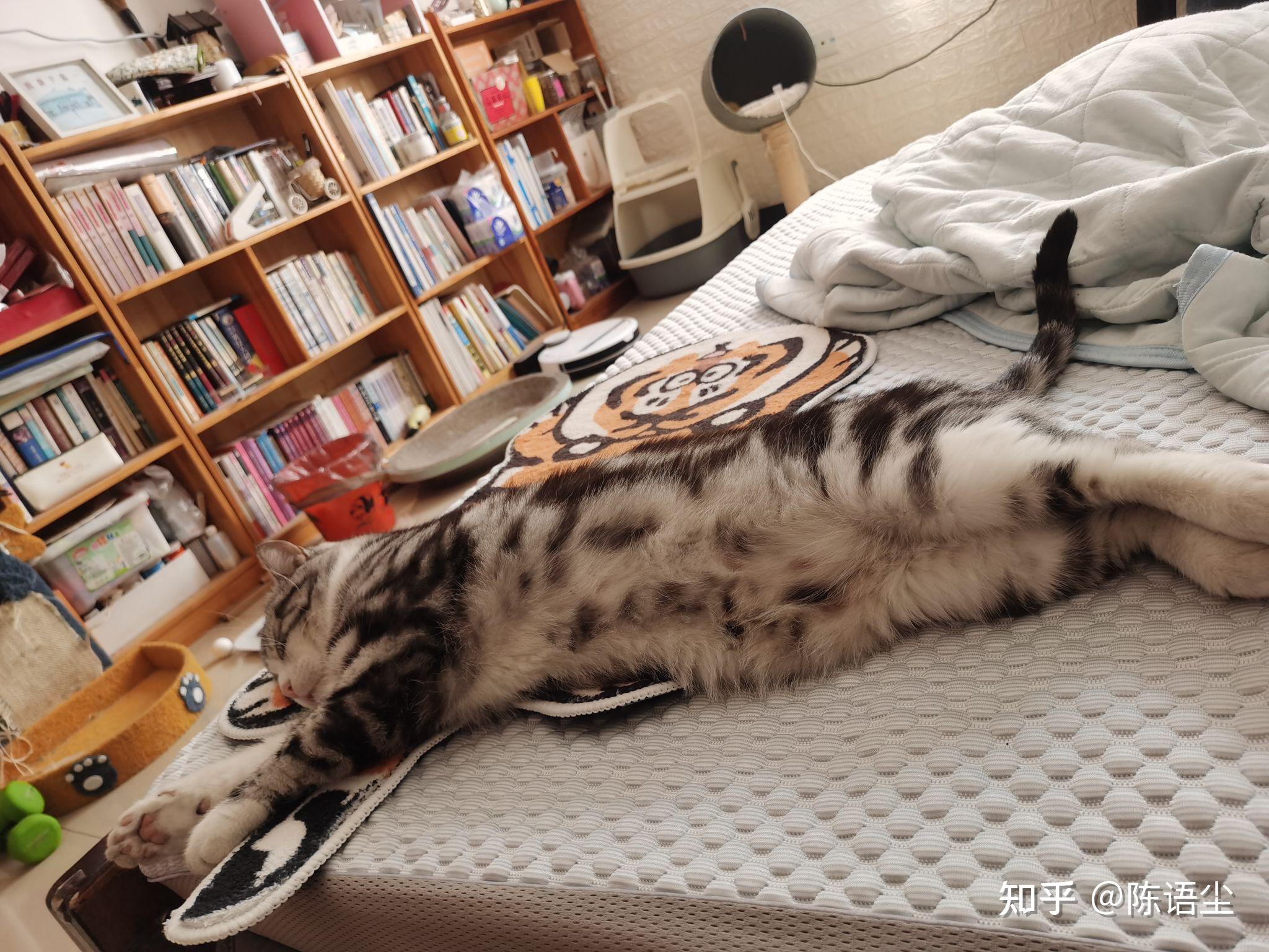 我能看看你家喵喵吗? - 知乎