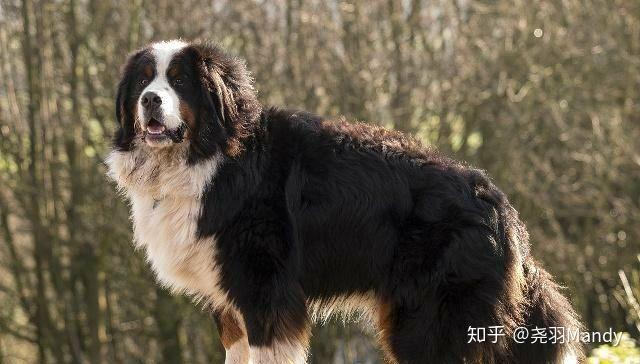 在哈利波特电影中小天狼星布莱克变成的狗是什么品种