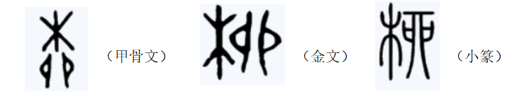 百字探源:36.柳 - 知乎