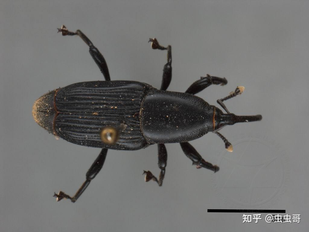 家里很多黑色的芝麻大小的飞虫大家有没有经历过这个的知道怎么解决的