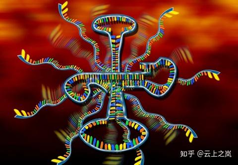得到了好多赞,难道是转运rna放大招了?