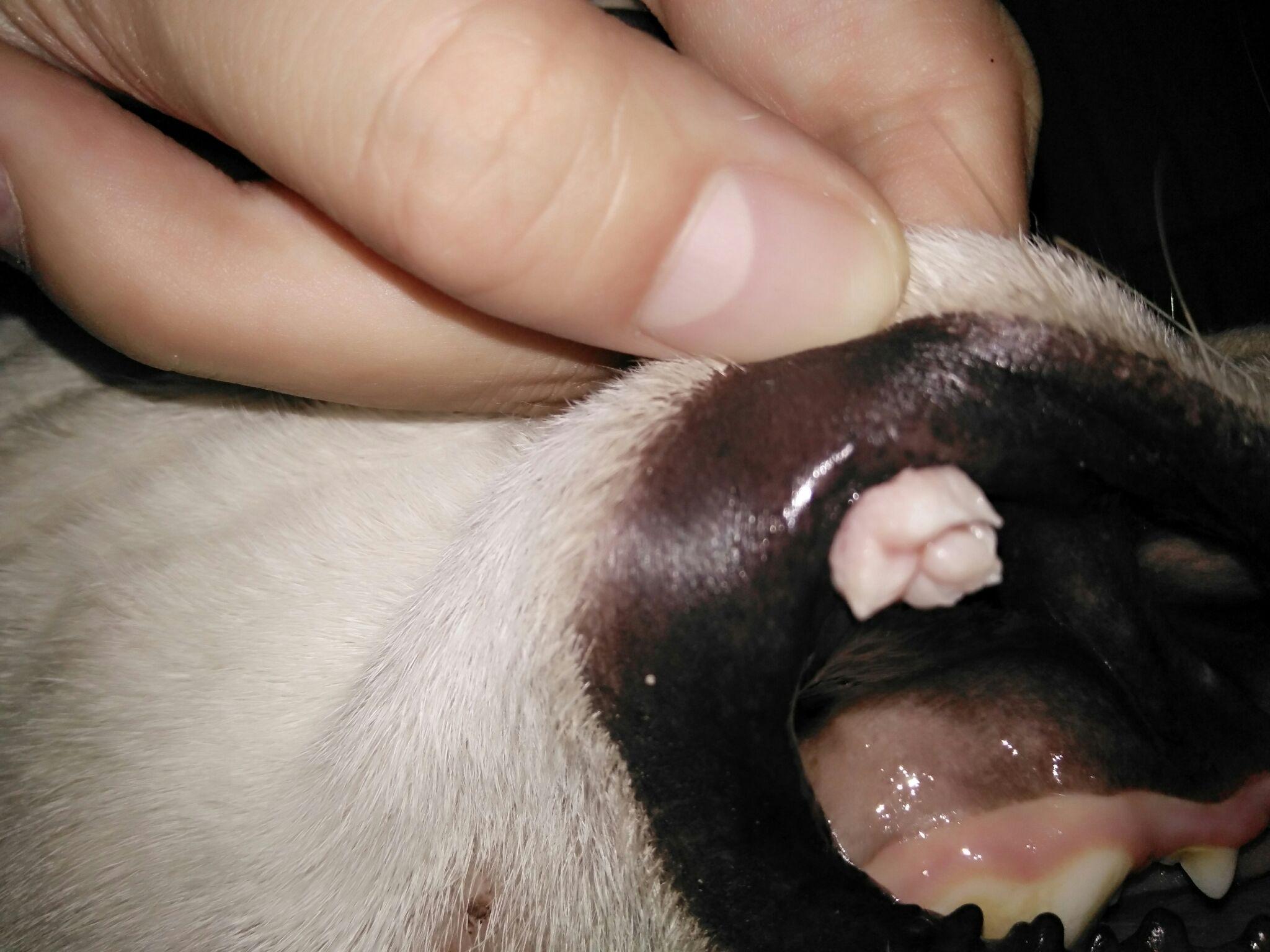 请问一下这个是菜花瘤嘛? - 知乎