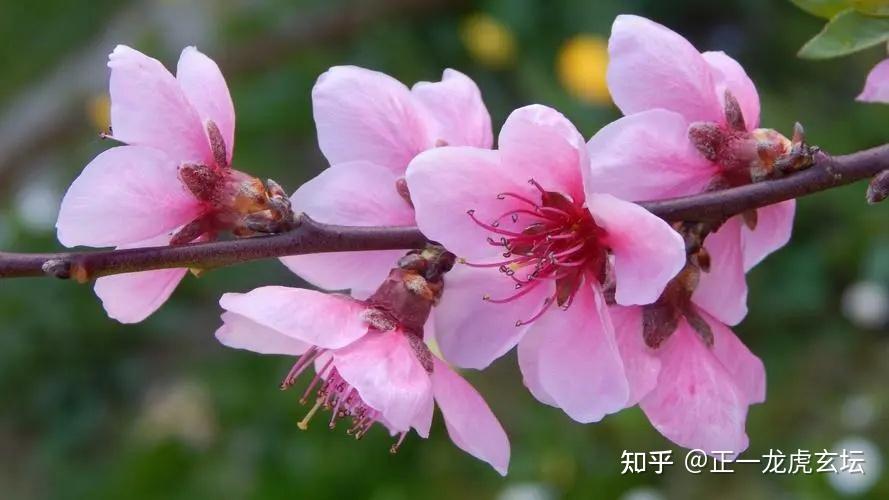 耶朗:桃花仙娘人缘油,大旺桃花和人缘 - 知乎