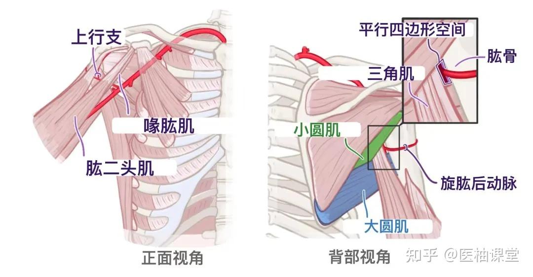 人体解剖学基础:腋窝 - 知乎