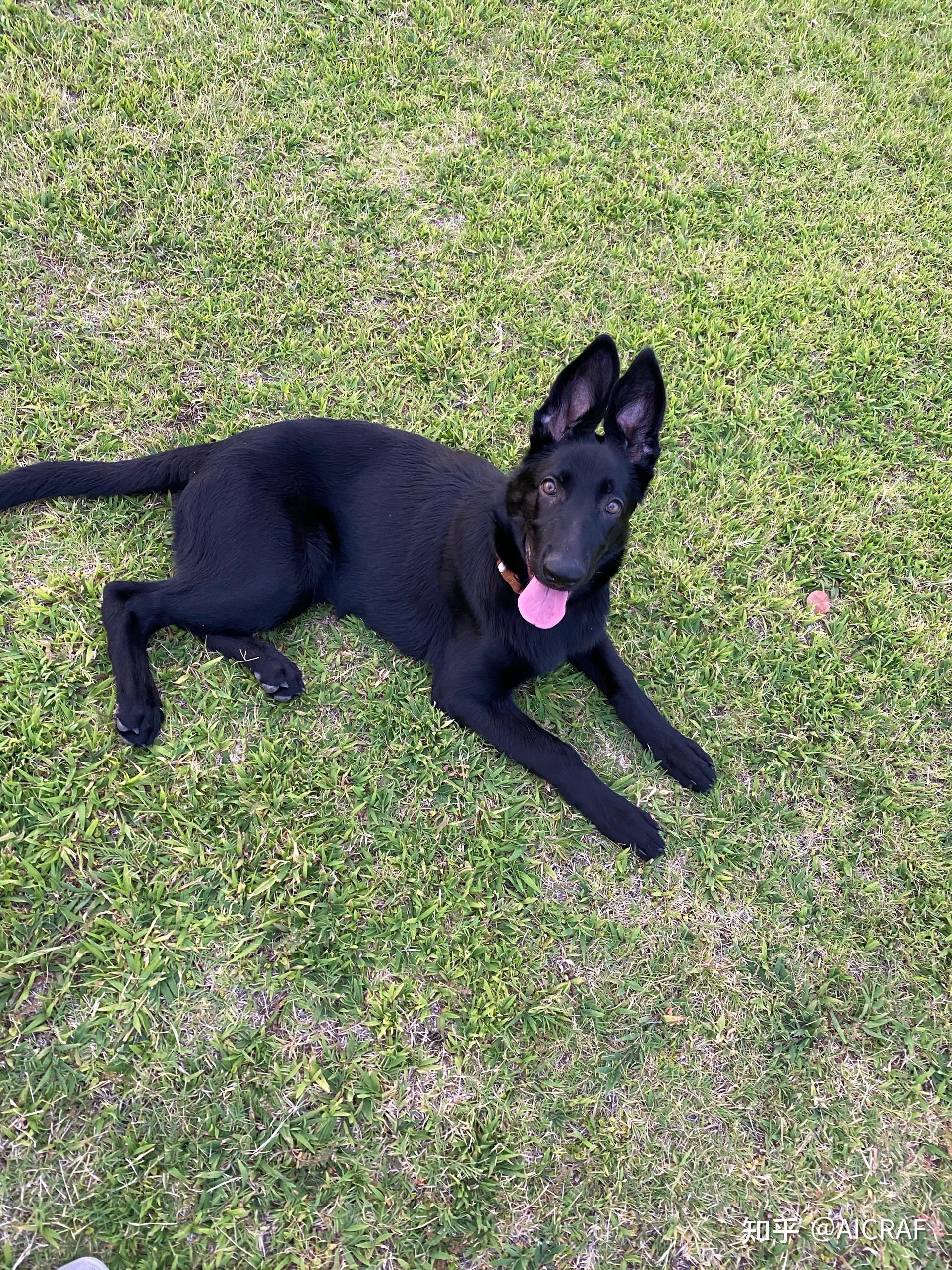 养一只纯黑德国牧羊犬是什么感受