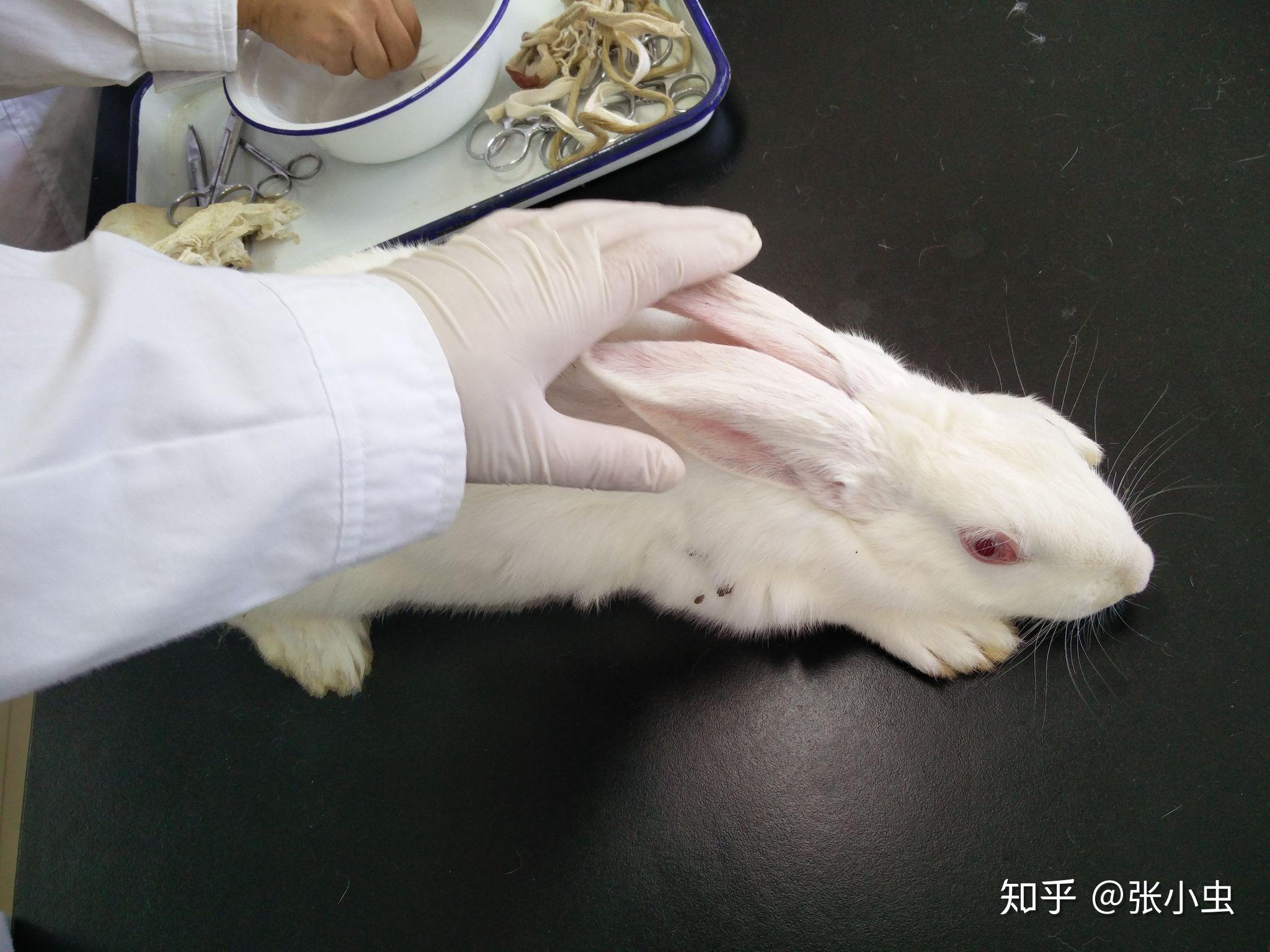 做兔子医学实验时本应耳缘注射麻药却因兔子反应过激被同学意外窒息