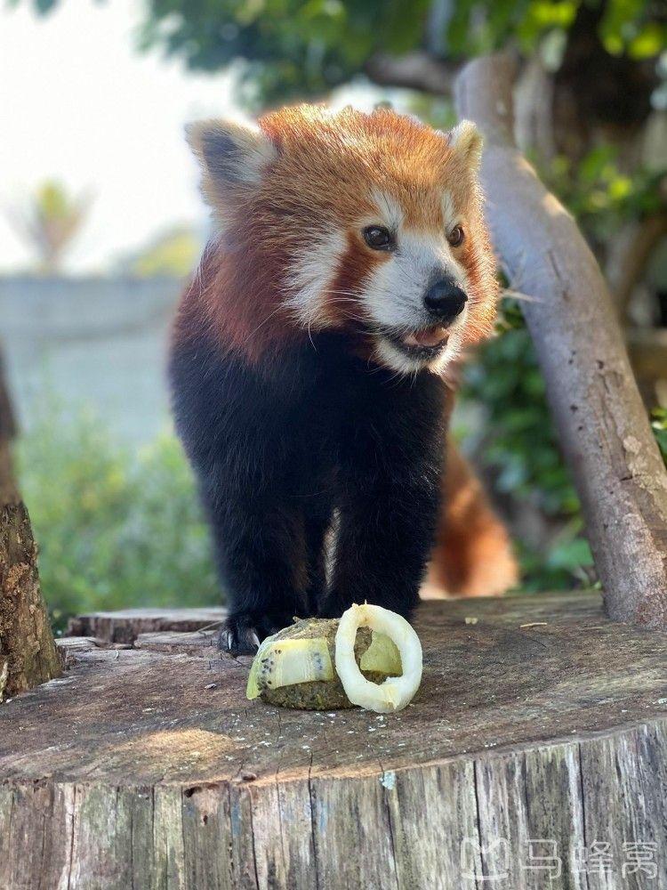 奥克兰动物园展览的动物种类有哪些?