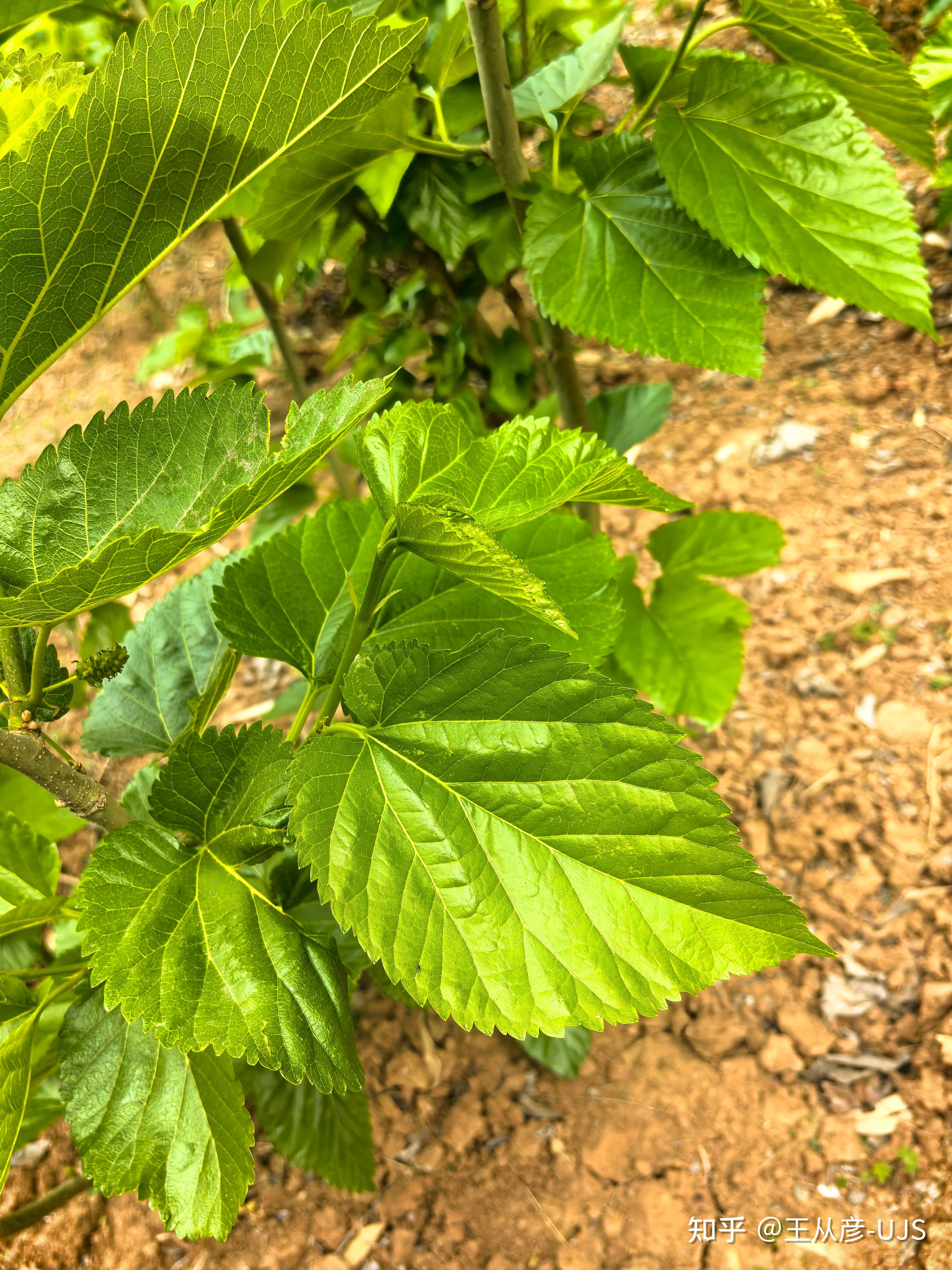 桑/桑树/白桑/家桑/蚕桑 - 知乎