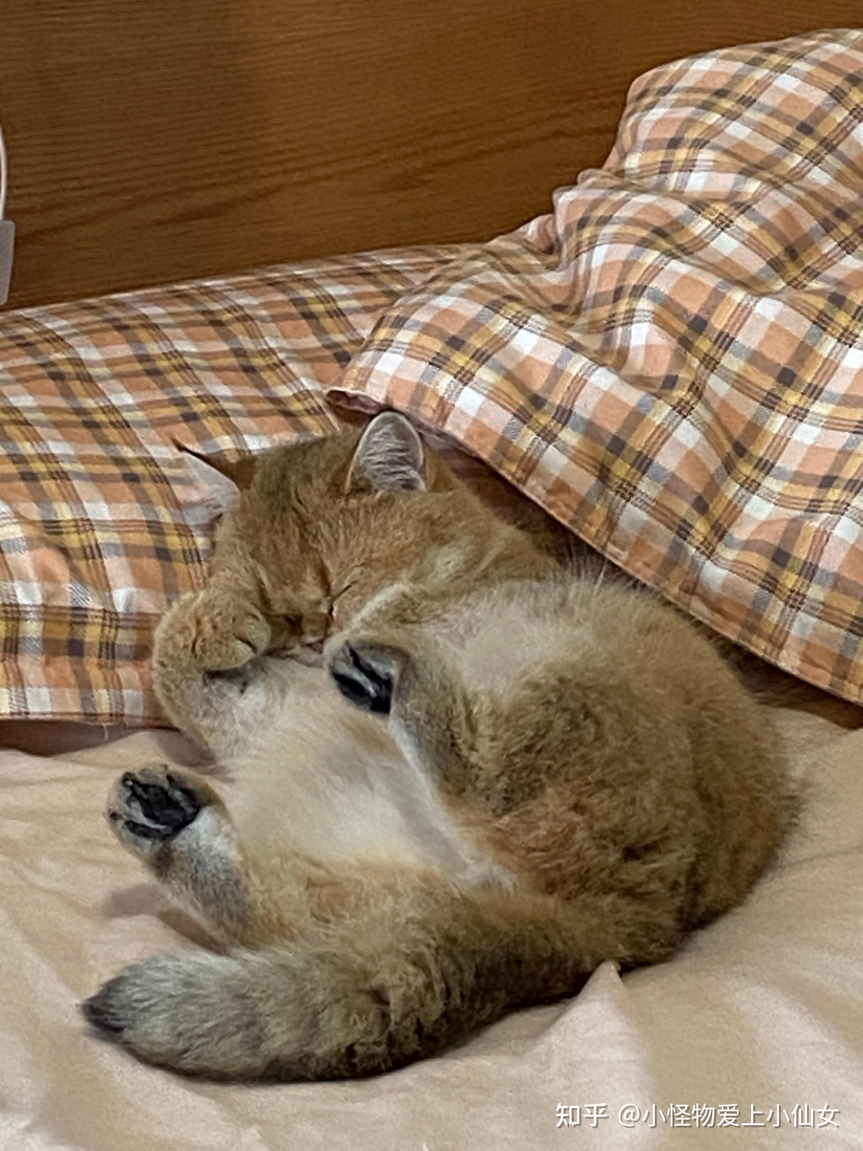 可以分享一张你家猫咪露肚皮的照片吗