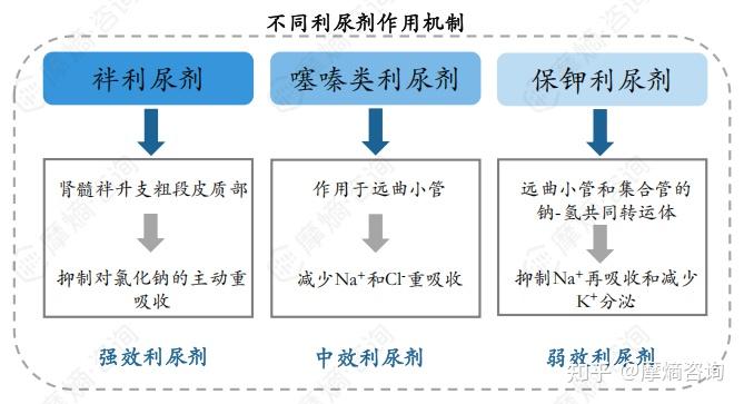 2024年利尿剂概述:从“排水神器”到心脑肾守护者,“多面手”的硬核实力 - 知乎