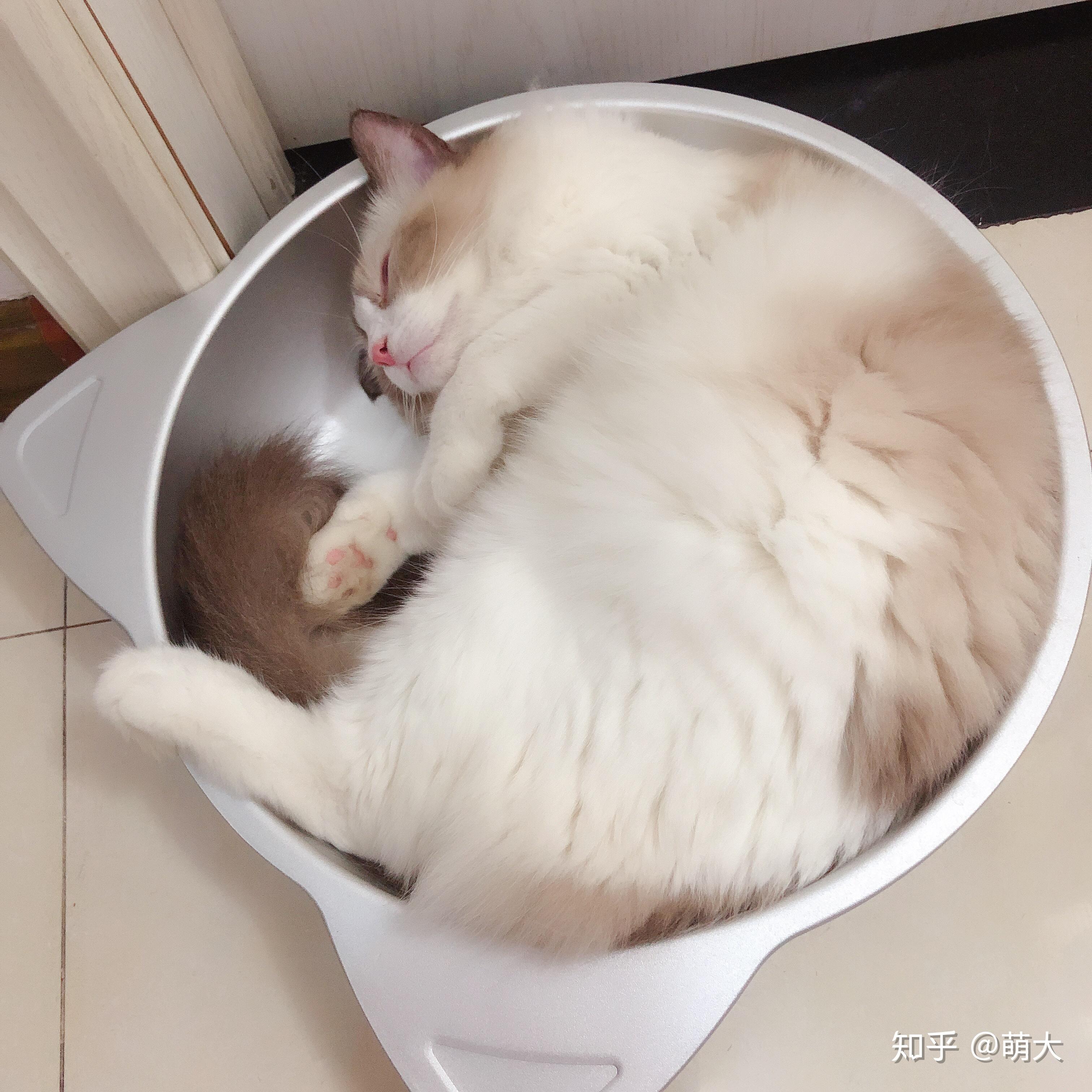 你们的猫咪都是吃什么猫粮的