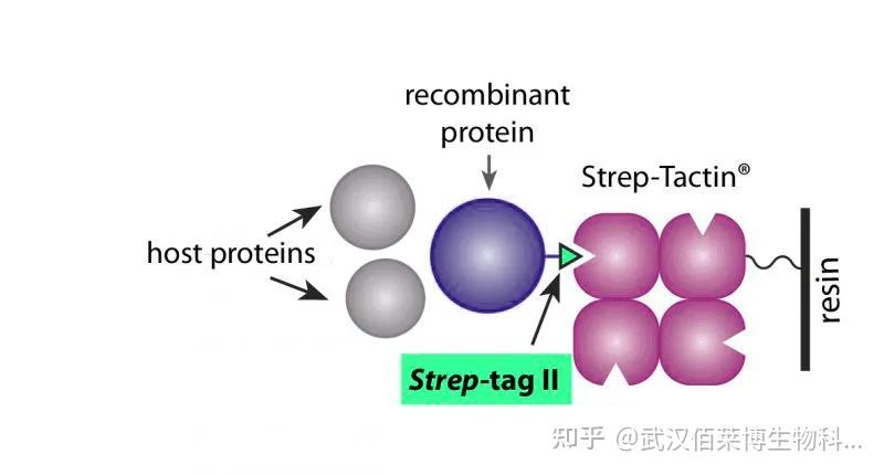 一文读懂亲和层析标签技术 - 知乎