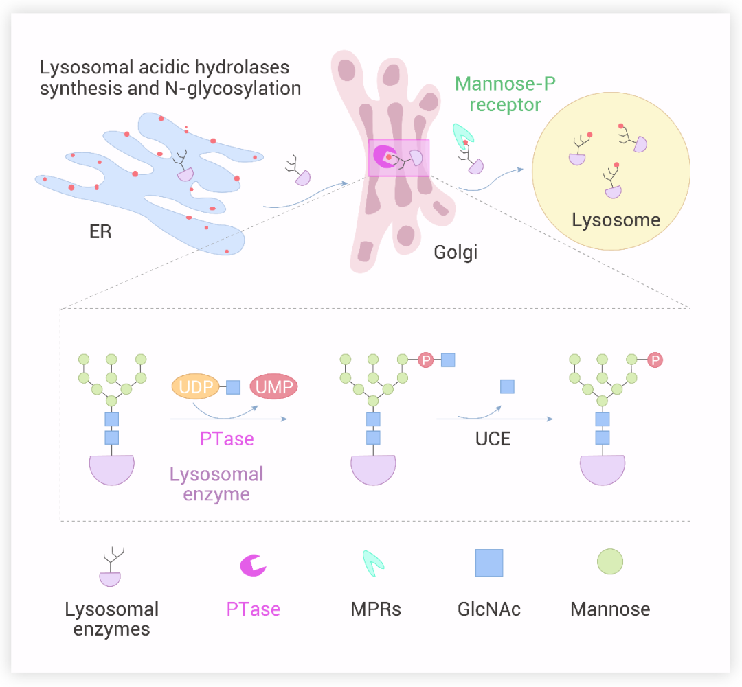 LYSET lyset