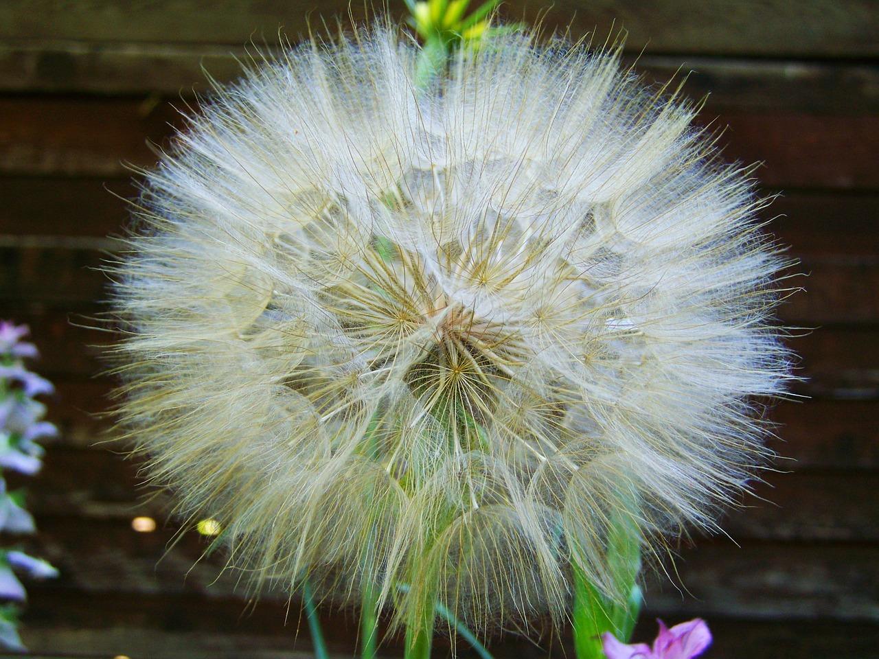 茶花种子怎么种植方法