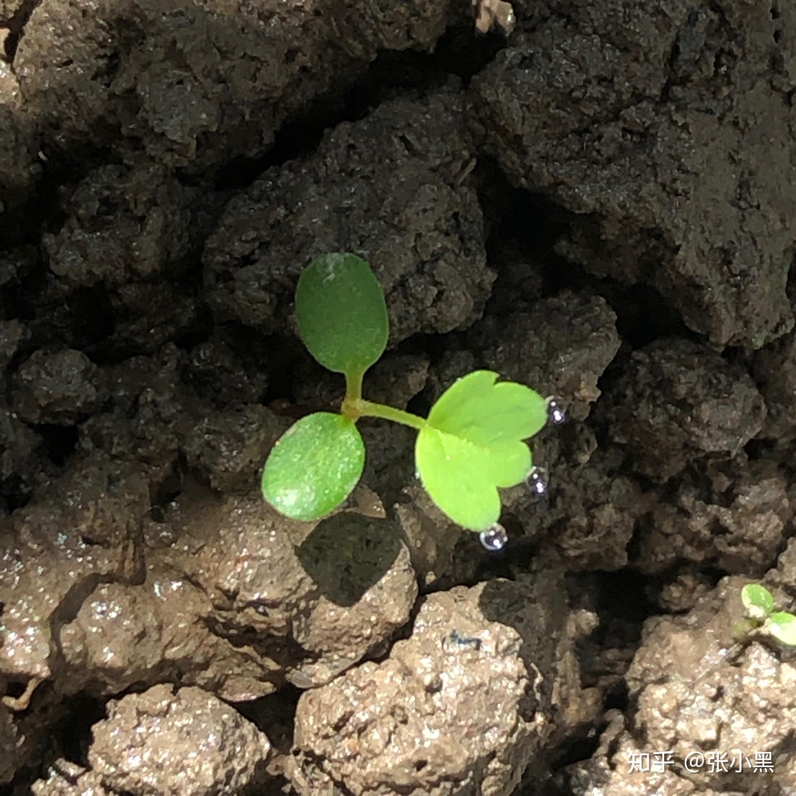 这个草莓发芽的图片合理吗草莓会发芽吗