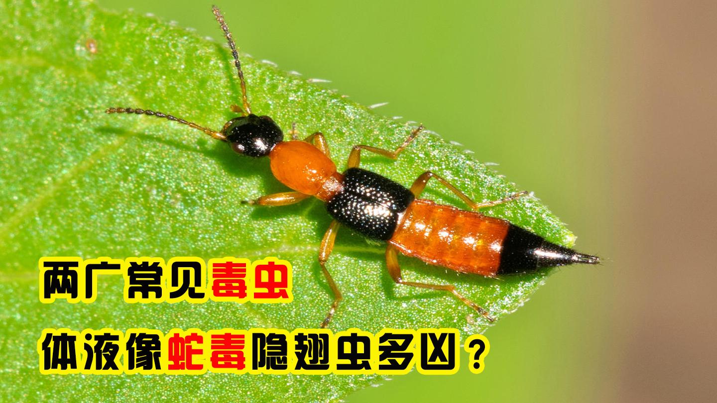 广东地区黄黑相间的虫子是什么? - 知乎