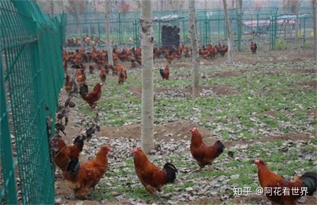 养鸡的农户们注意了,这五大实用的养鸡技术你不能错过! - 知乎