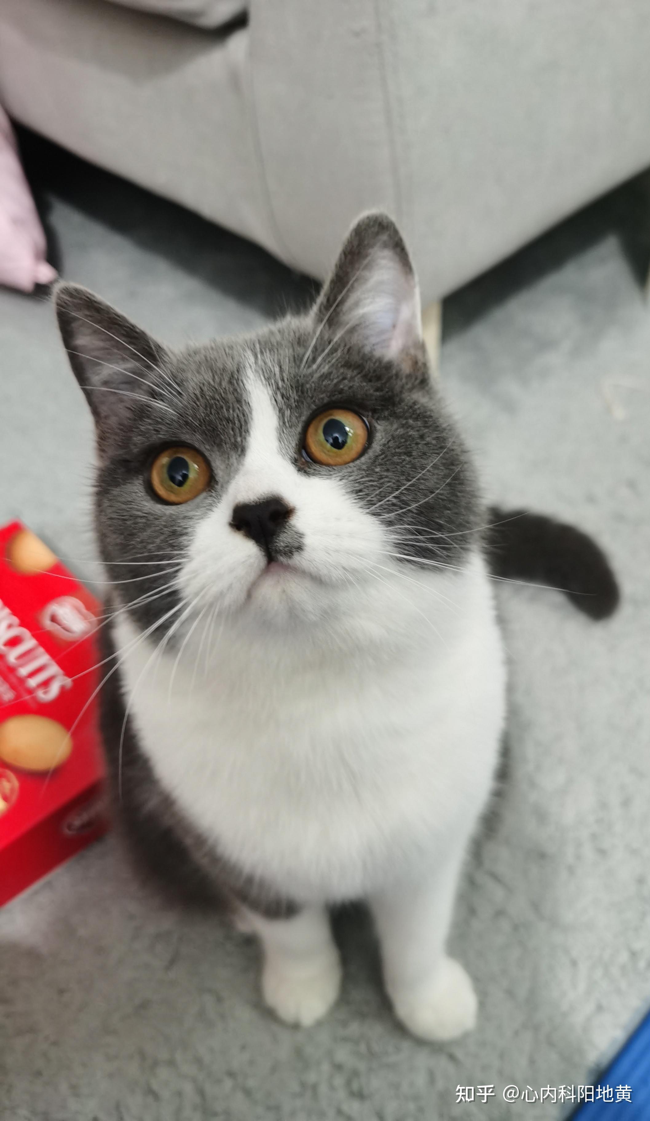 大家养过很像汤姆的猫吗