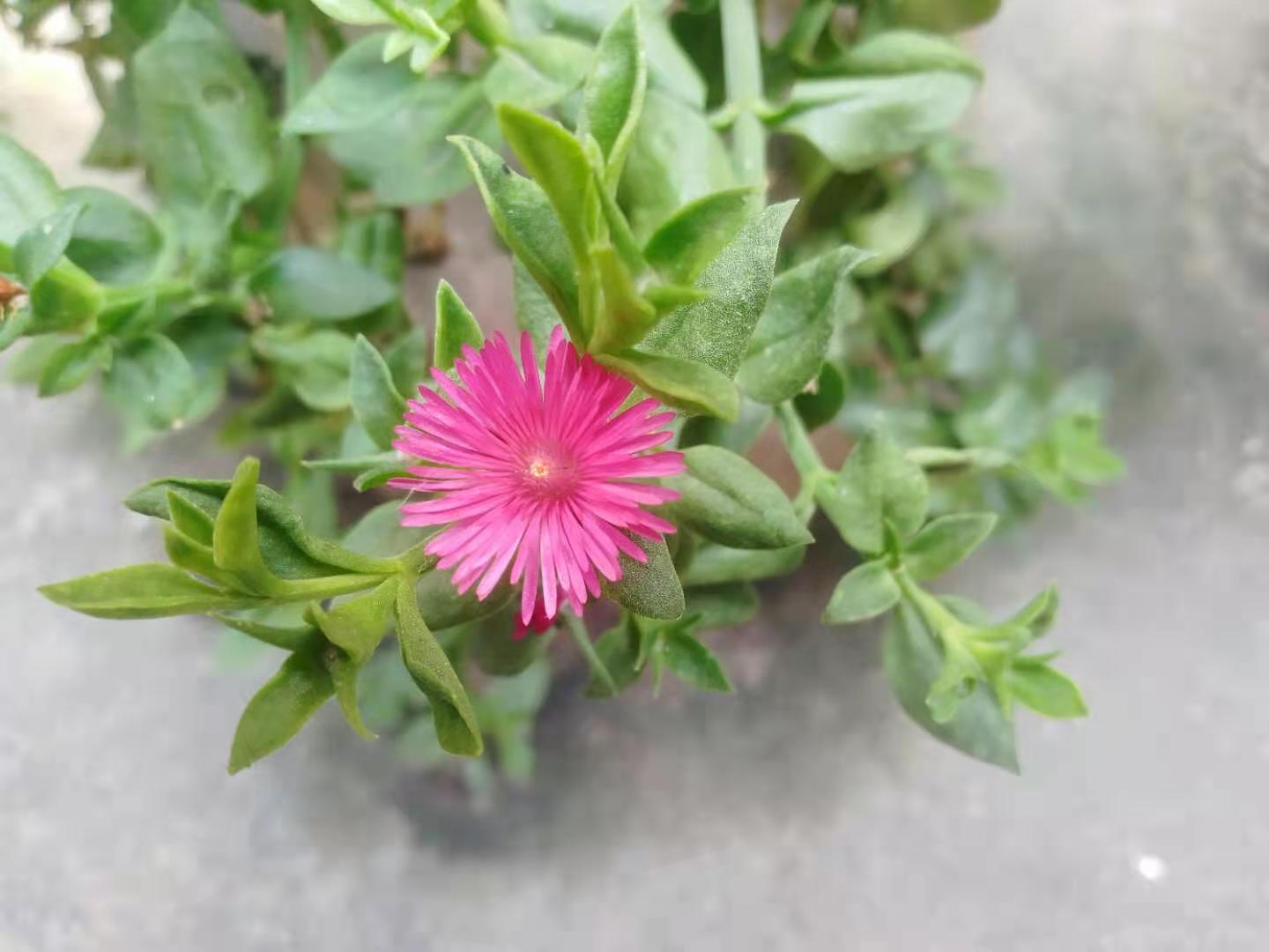 心叶日中花 一种可以吃的植物 你吃过吗 知乎