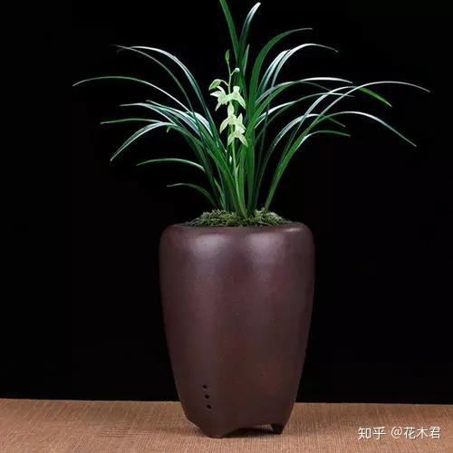 兰花用什么花盆栽植最好?高低深浅如何选? - 知乎