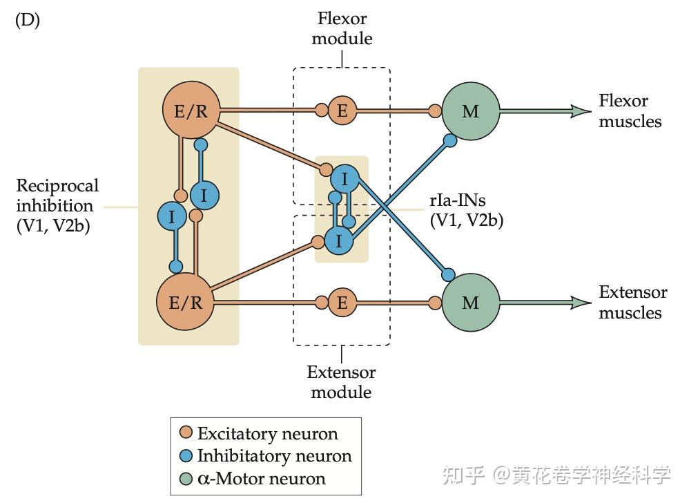运动的神经支配--大脑的“冰桶守护” - 知乎