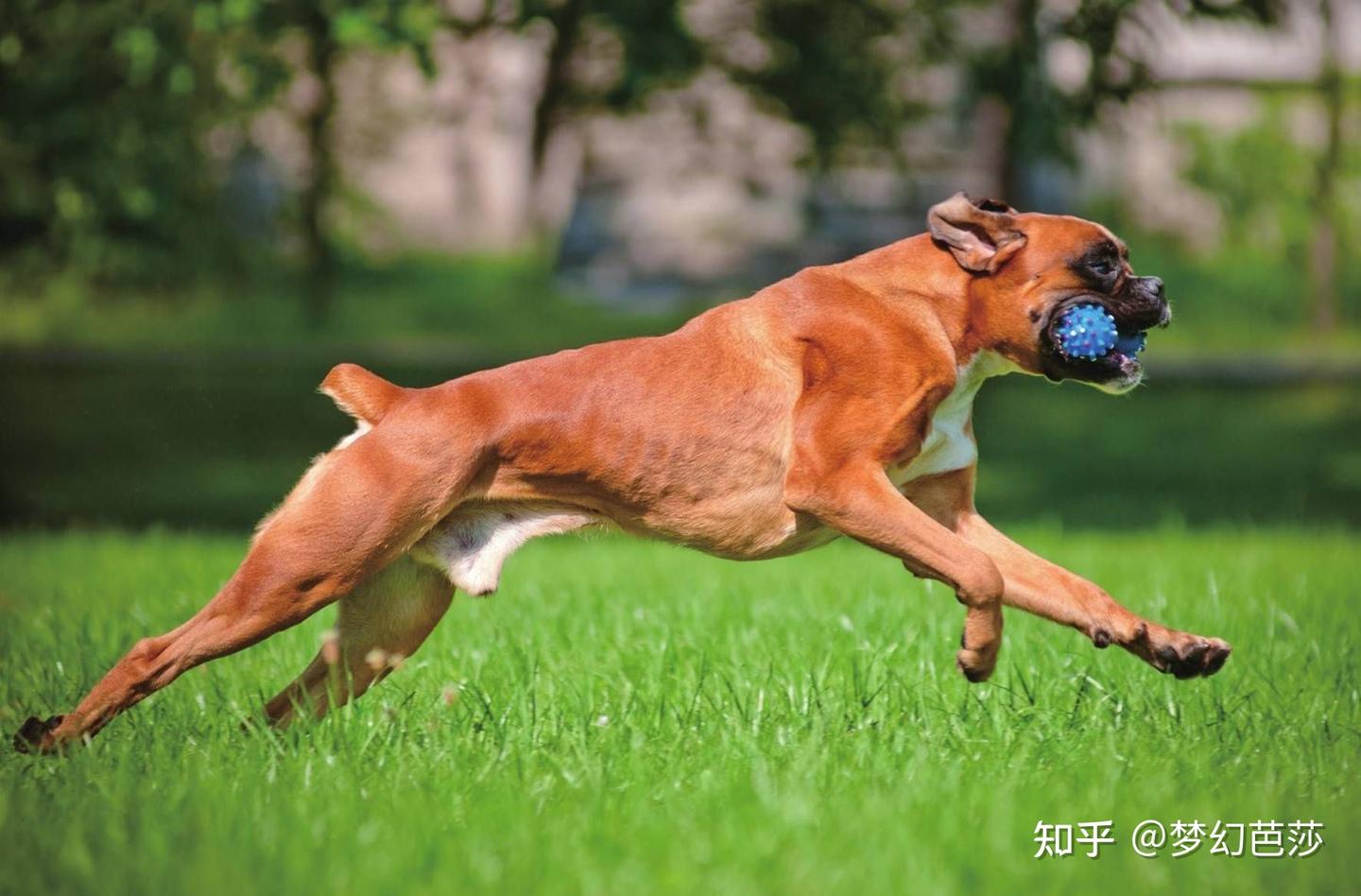 拳师犬体形外貌漂亮强健,是一种很好的伴侣犬 - 知乎