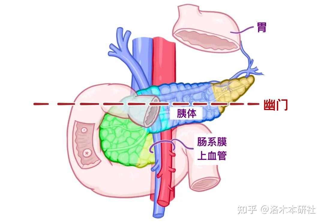 解剖学基础——腹部内脏篇(胰腺和脾脏) - 知乎