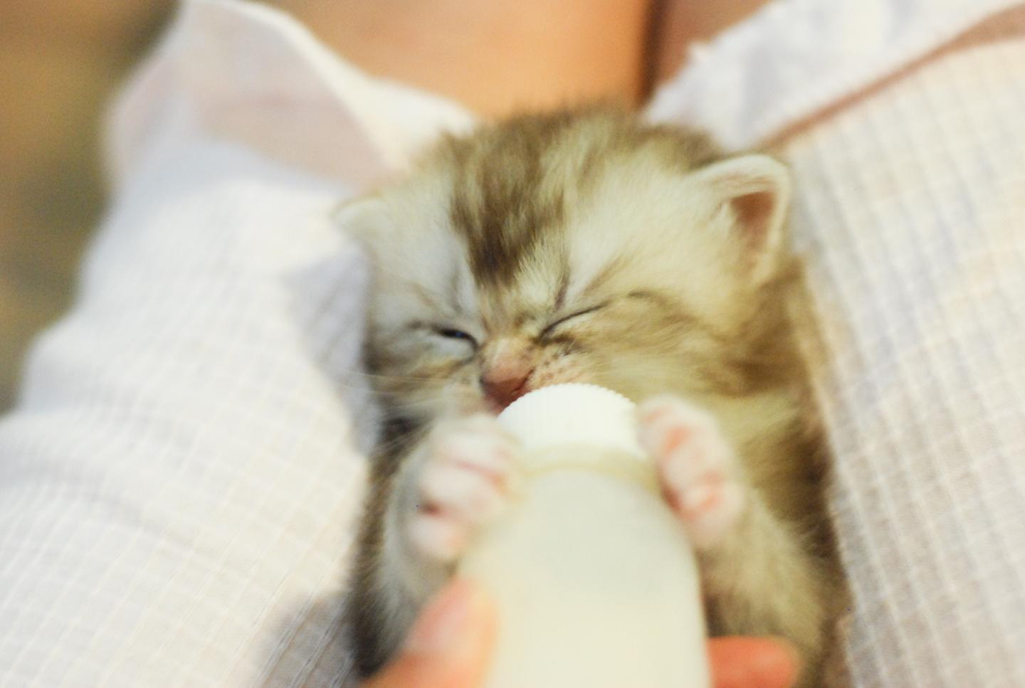 哺乳期母猫和奶猫的护理 超全超长 知乎 哺乳期母猫和奶猫的护理 超全超长 知乎