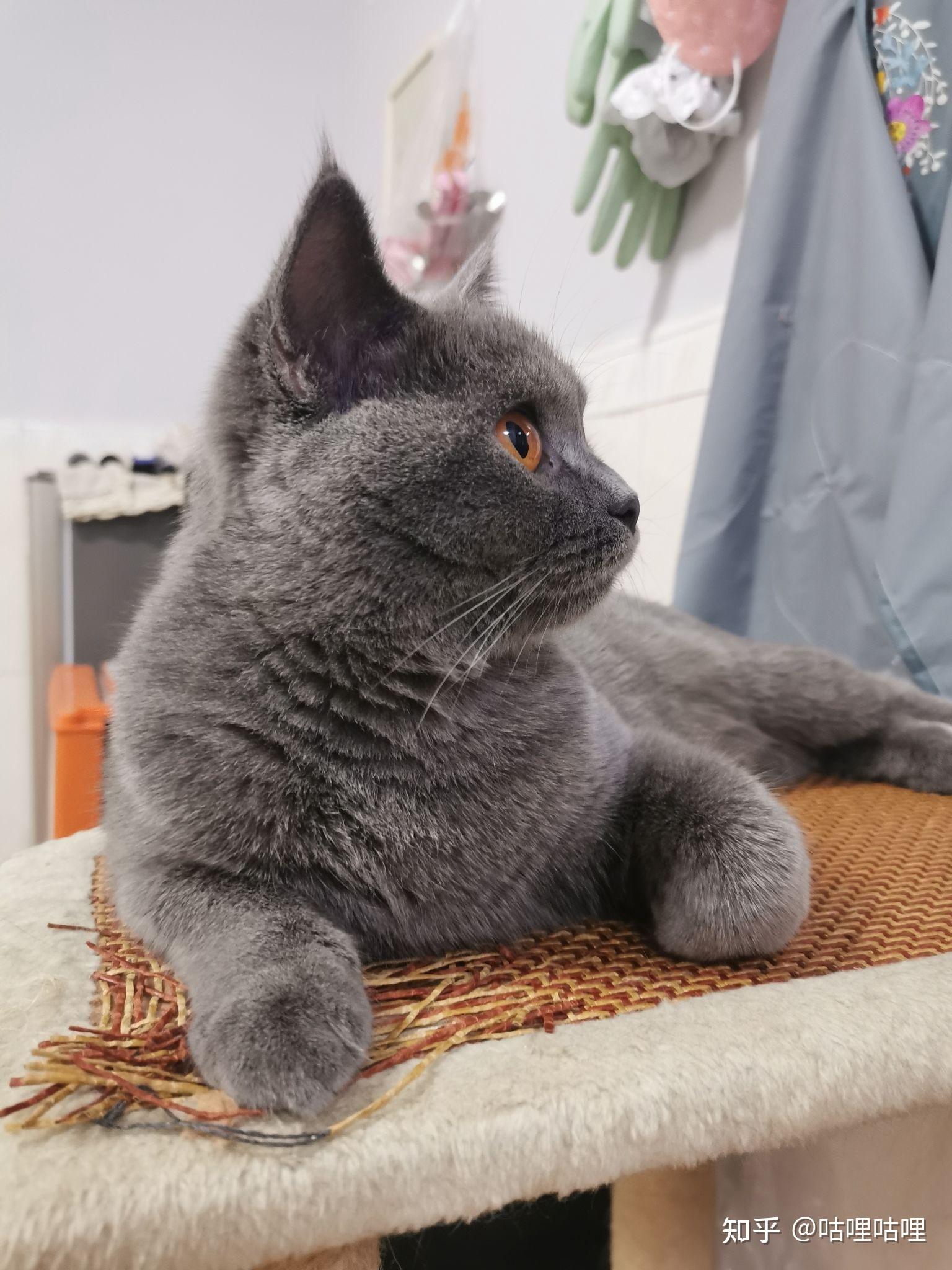 养猫人的快乐 - 知乎
