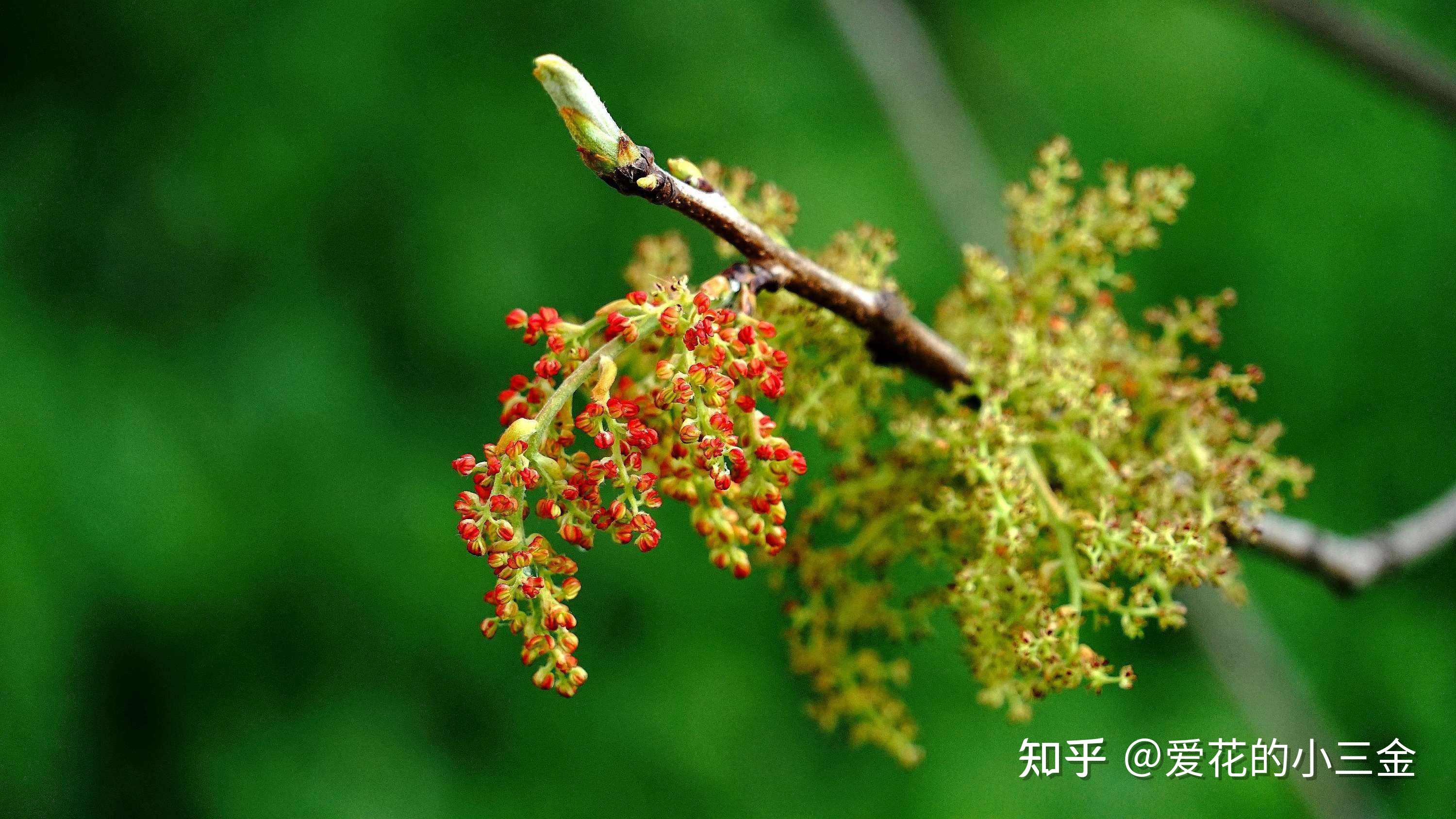 秋冬赏叶植物(二十):黄连木 - 知乎