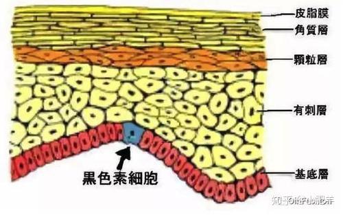 皮肤生理学--皮肤表皮第四层（颗粒层的介绍） - 知乎