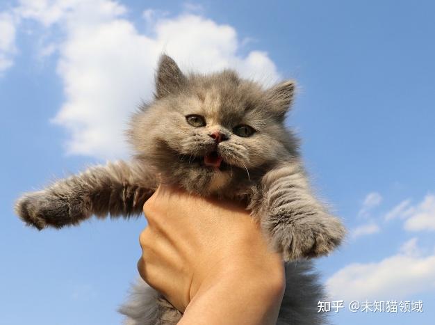 养猫有6个好处,5个坏处,看完你还想要养吗? - 知乎