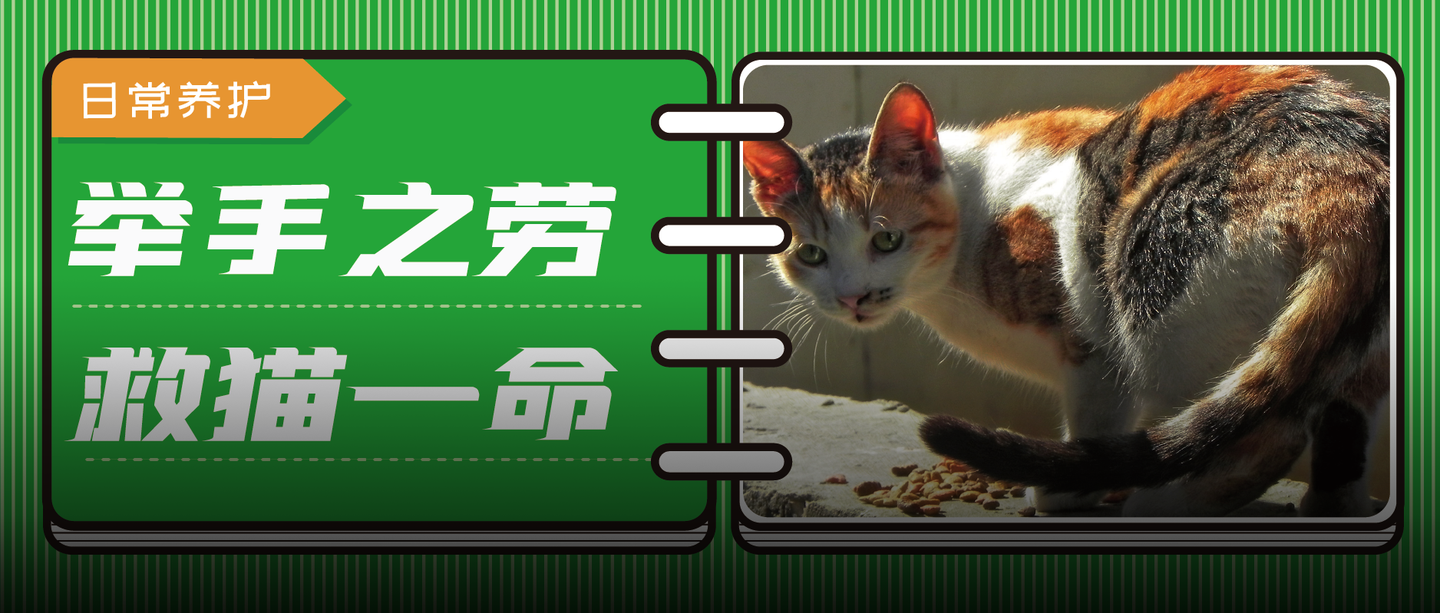 高温预警 9个举手之劳 帮流浪猫安全度夏 知乎