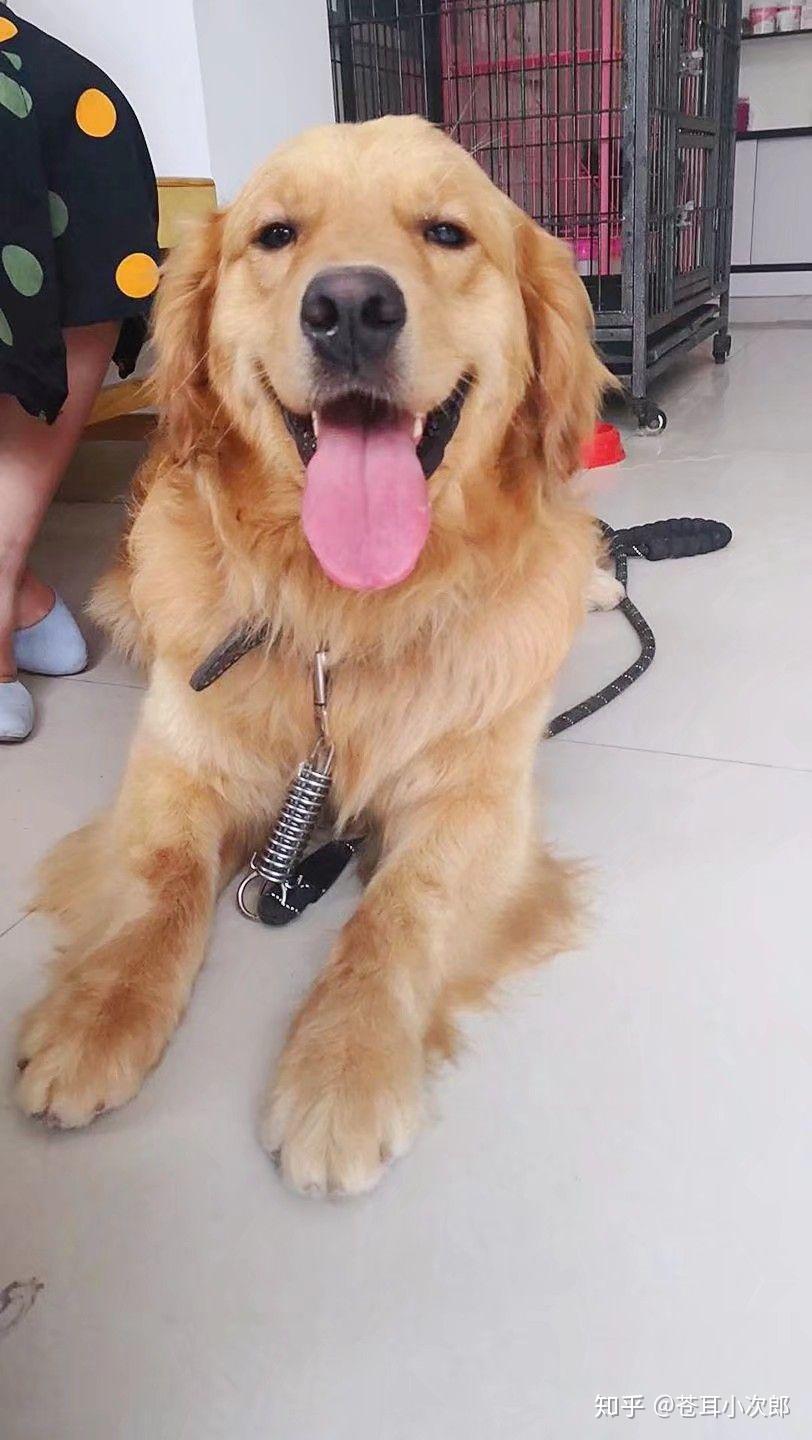 金毛长大后会很温顺吗?