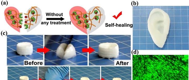 可3d打印的高强度主客体生物高分子水凝胶