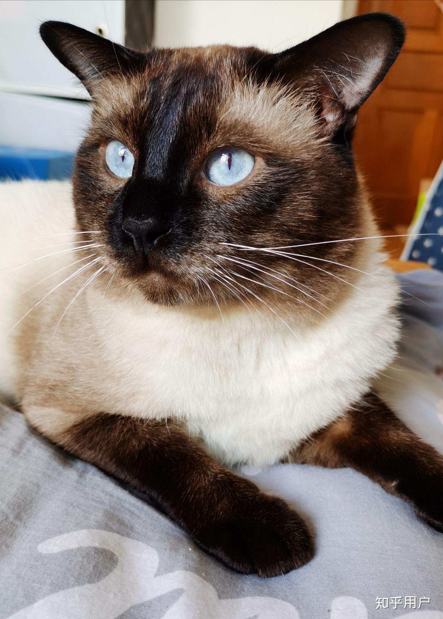 请问有胖暹罗嘛