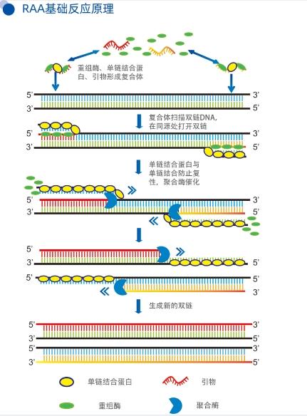 重组酶介导等温核酸扩增技术（RAA）基础科研干货分析 - 知乎