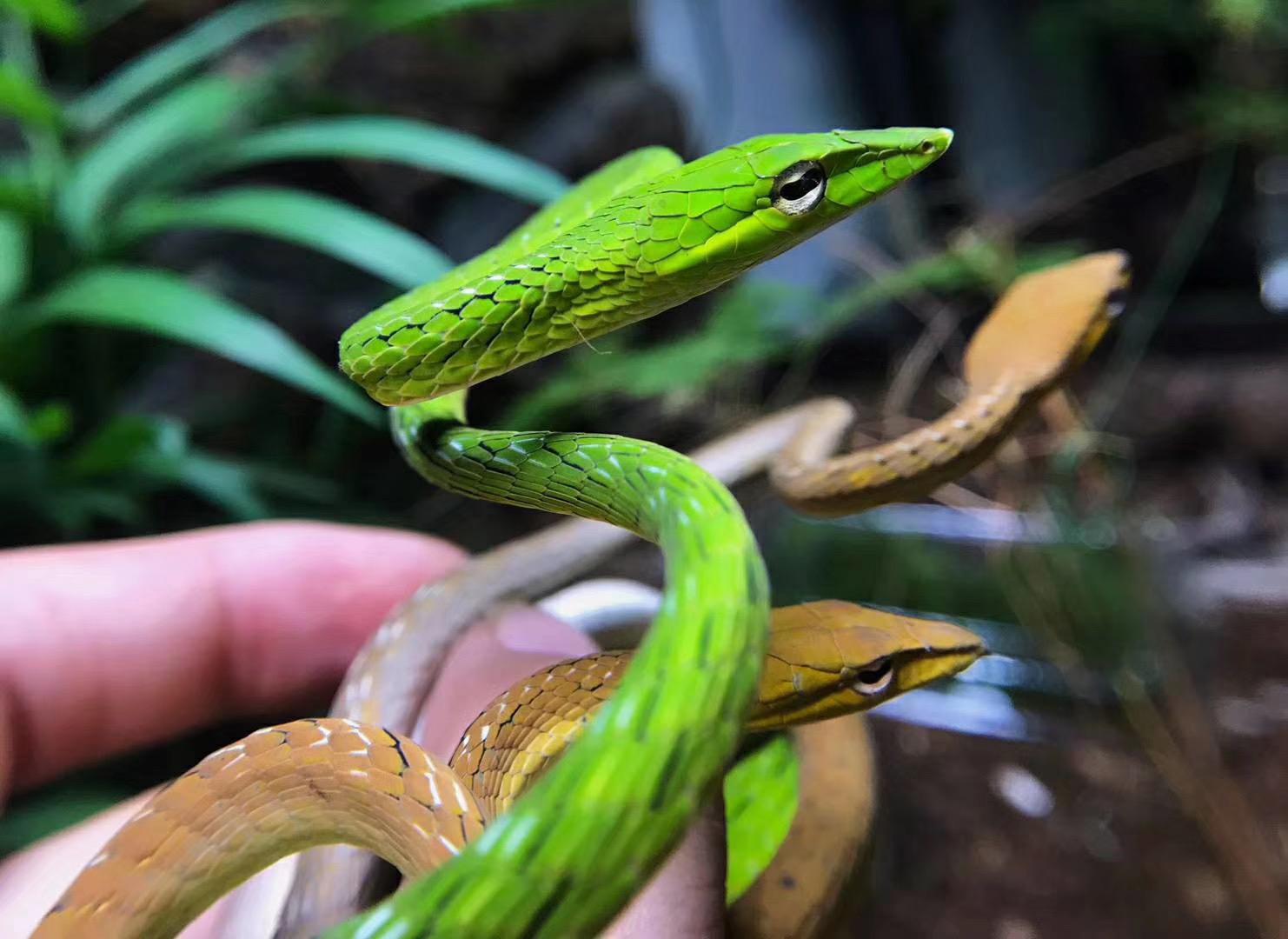 蛇的颜值可以高到什么程度? - 知乎