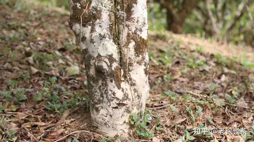 【老徐谈茶】第419期:什么是古树茶,古树茶的鉴别方法以及要点是什么?(二) - 知乎