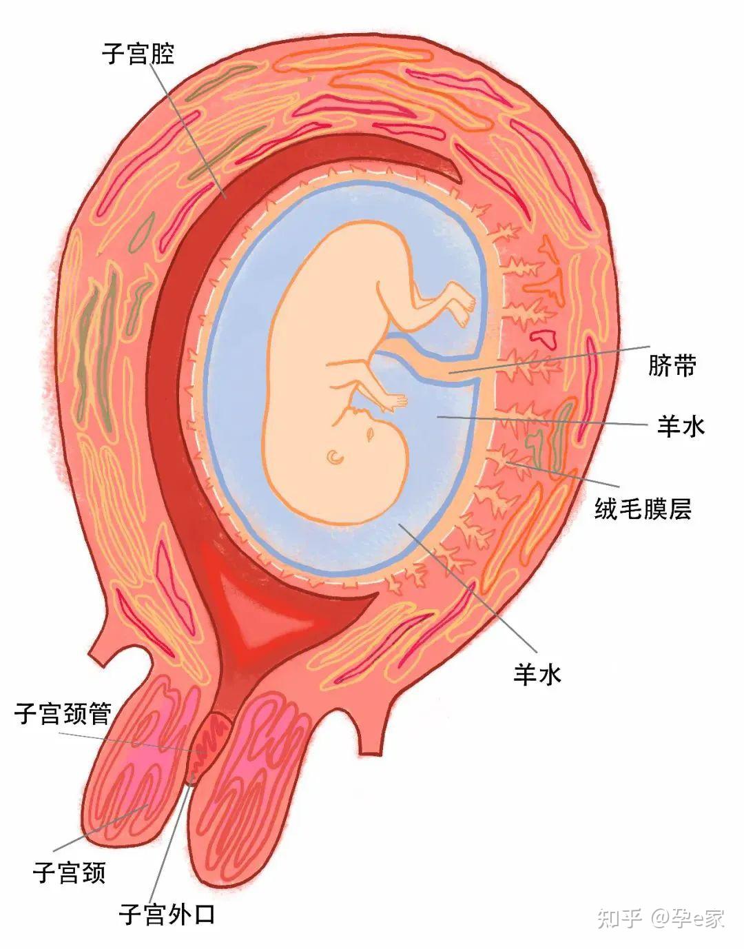 孕妇怎么补羊水?